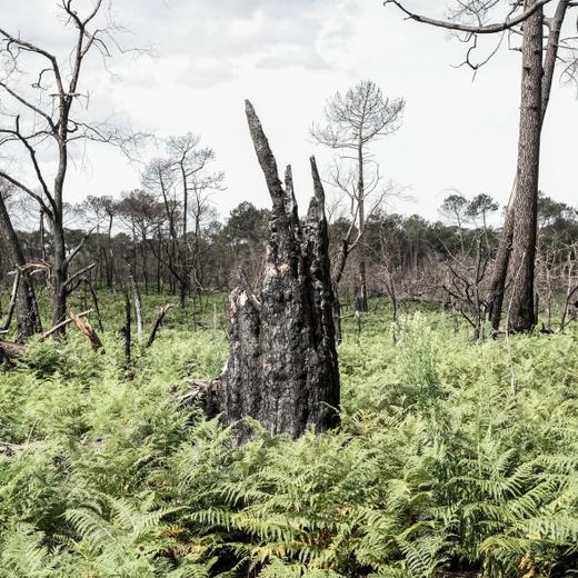 Des fougères au pied d'un arbre calciné par l'incendie de 2022.