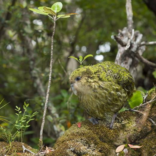 Kakapo (Strigops habroptilus) male, Codfish Island / Whenua Hou, Southland, New Zealand, February. Critically endangered PUBLICATIONxINxGERxSUIxAUTxONLY 1505775 TuixDexRoy
