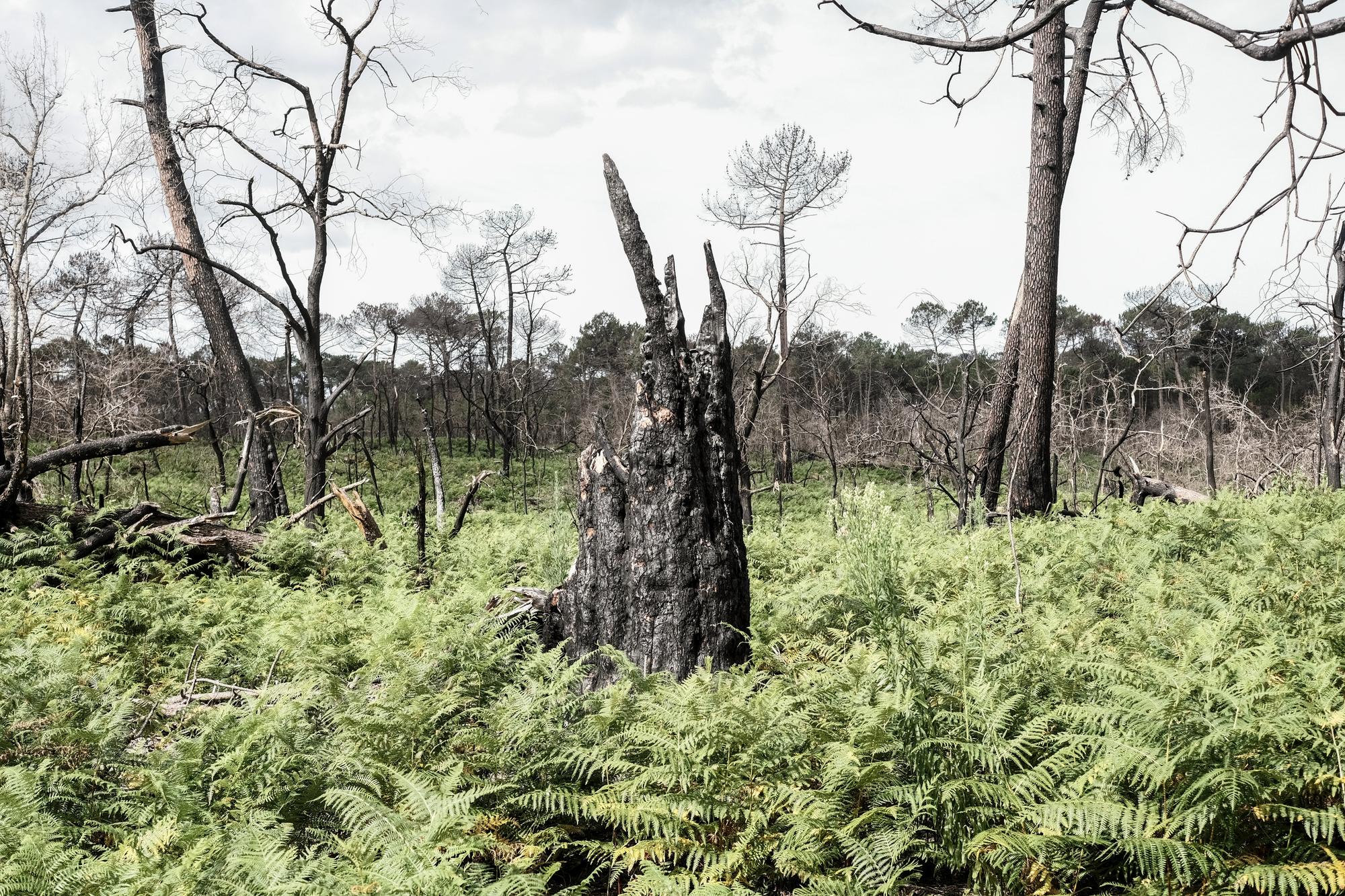 Des fougères au pied d'un arbre calciné par l'incendie de 2022.