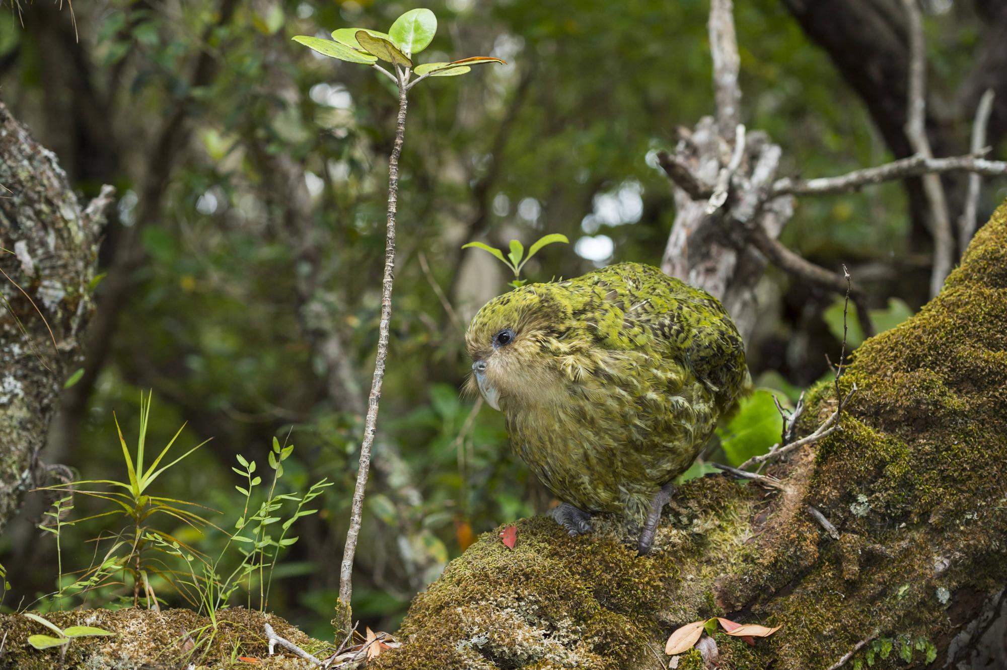 Kakapo (Strigops habroptilus) male, Codfish Island / Whenua Hou, Southland, New Zealand, February. Critically endangered PUBLICATIONxINxGERxSUIxAUTxONLY 1505775 TuixDexRoy