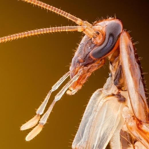 T85W6B German cockroach