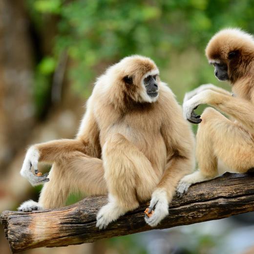 beautiful White-handed Gibbon (Hylobates lar) sitting on ground