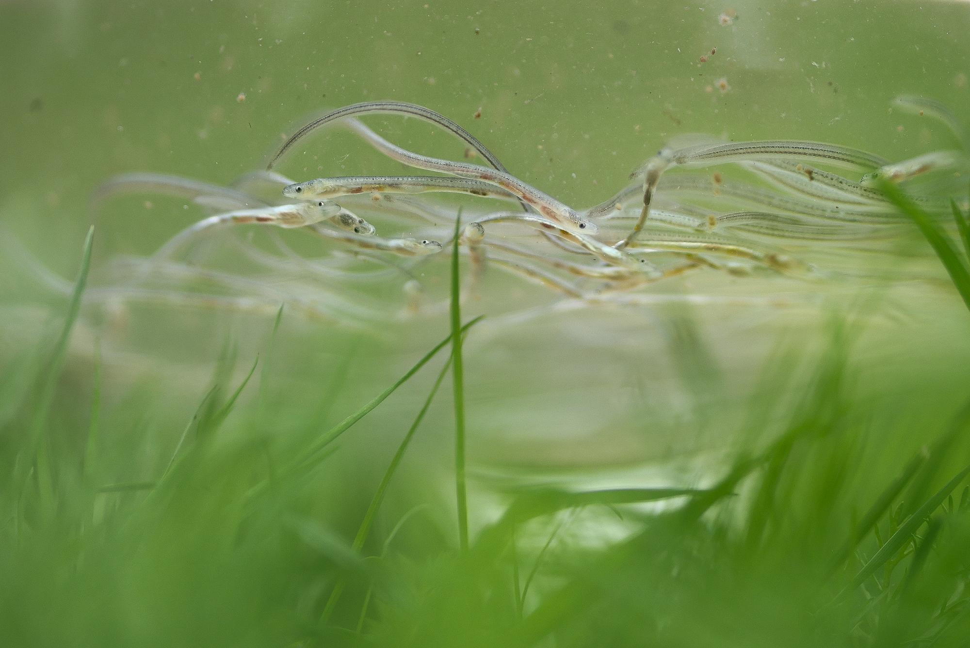 Glass Eels swim inside a glass bowl at the home of Andrew Kerr, Chairman of the Sustainable Eel Group, in Gloucester on July 26, 2023. (Photo by HENRY NICHOLLS / AFP)