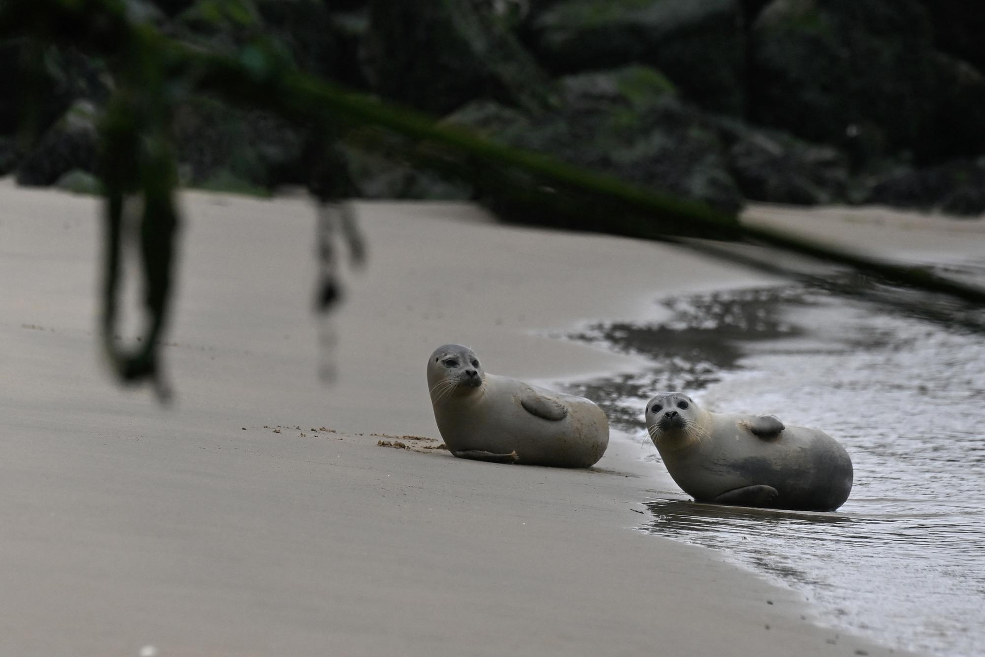 Seals rest on the beach in Ostend where volunteers from the North Seal Team protect them on May 8, 2023. (Photo by John THYS / AFP)