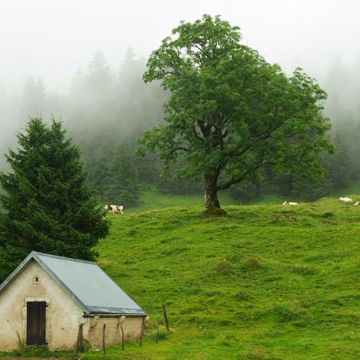 DC98J2 Cattle in a fogged out scene and a large tree