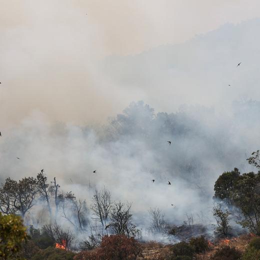 Birds fly away from rising flames and smoke as a wildfire burns at Dadia National Park in the region of Evros, Greece, August 29, 2023. REUTERS/Alexandros Avramidis