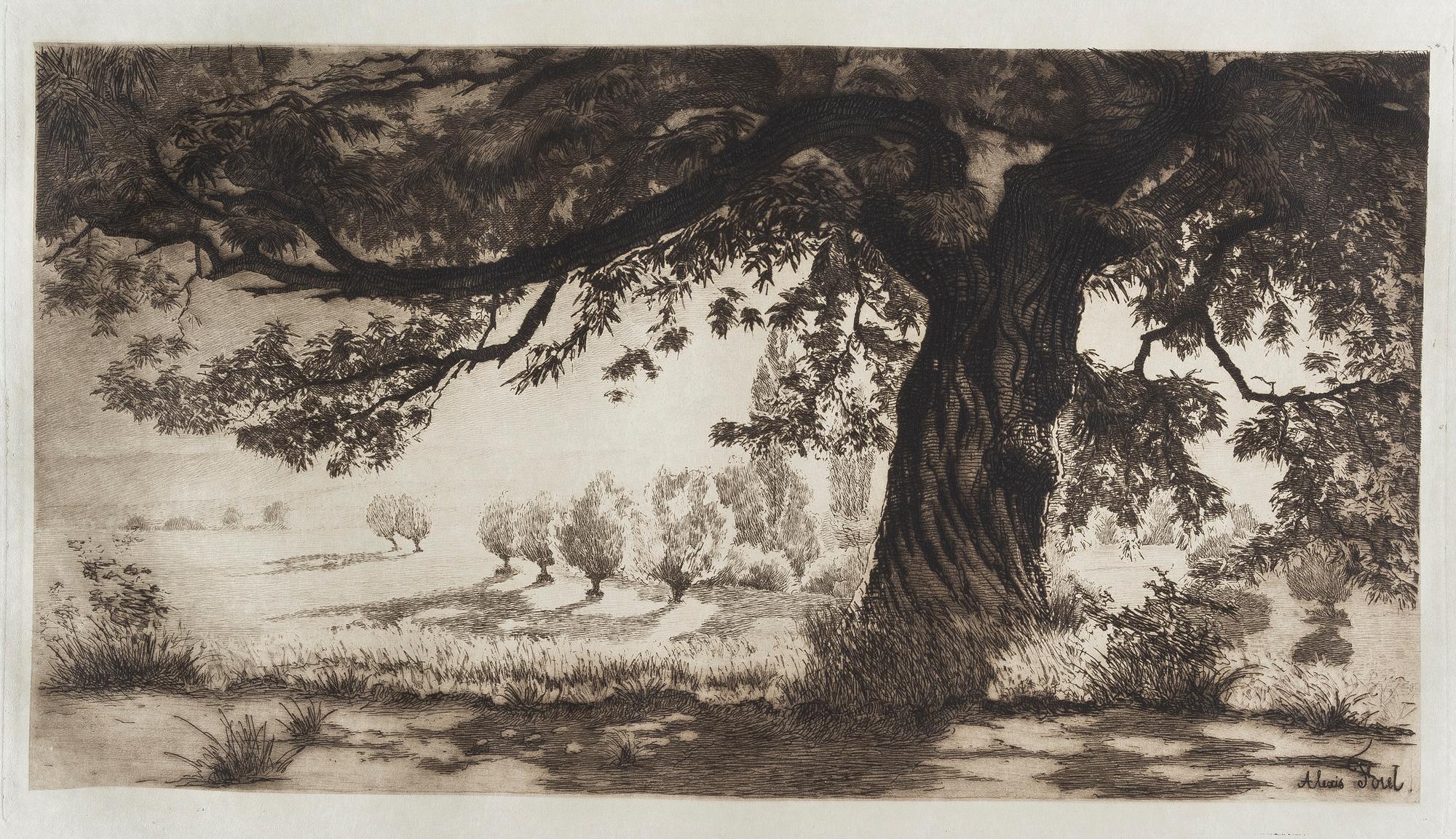 Alexis Forel, Châtaignier à Joulens, Vaud, 1881-1887. Eau forte et aquatinte sur papier vélin