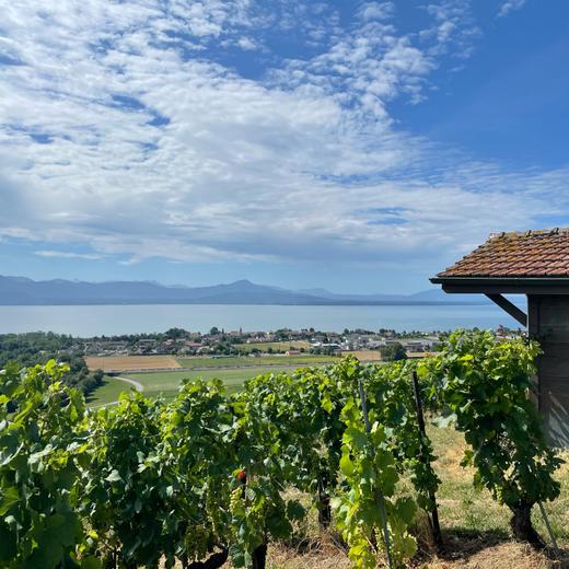 Balade des capites, Féchy