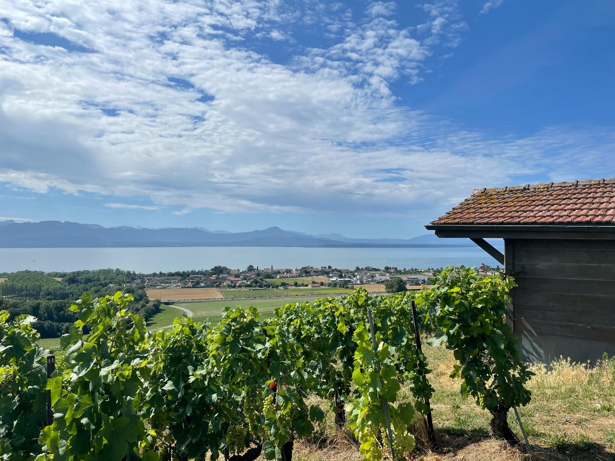 Balade des capites, Féchy