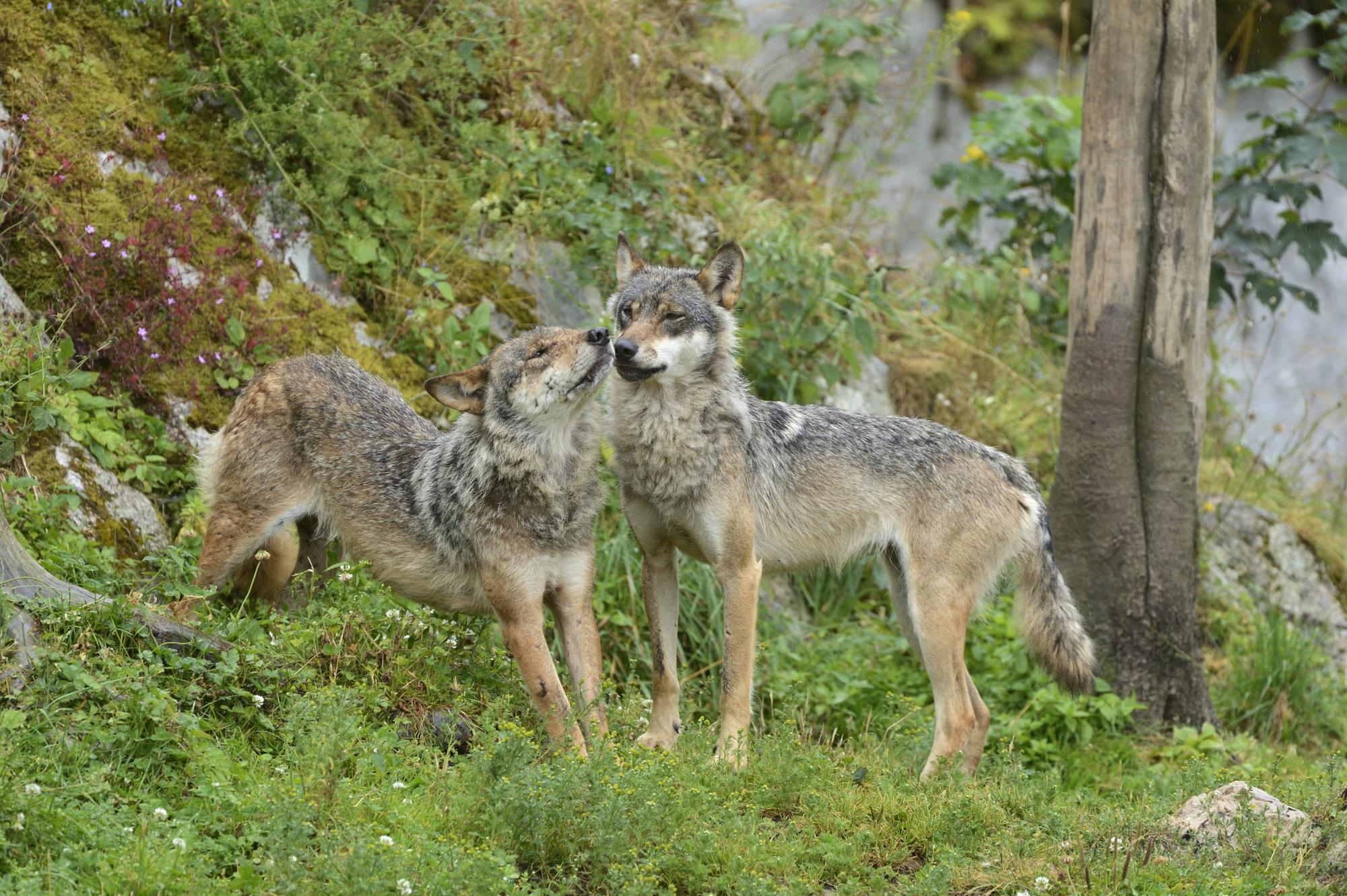 Bildnummer: 58486343 Datum: 28.07.2012 Copyright: imago/imagebroker Europäische Wölfe (Canis lupus lupus) beschnuppern sich, Jura, Schweiz, Europa x0x xkg 2012 quer am außen Außenaufnahme aussen Aussenaufnahme Aussenaufnahmen Bäume Baeume Baum bei beschnuppern Canidae Canis Carnivora draußen draussen europäisch europäische europäischer europäisches Europa europaeisch europaeische europaeischer europaeisches Fauna Hundeartige Jura Klettern kletternd kletternde kletternder kletterndes klettert Landwirbeltier Landwirbeltiere lupus Mammalia menschenleer Natur niemand Raubtier Raubtiere Säugetier Säugetiere Saeugetier Saeugetiere schnüffeln schnüffelnde schnüffelnder schnüffelndes schnüffelt Schnueffeln schnueffelnde schnueffelnder schnueffelndes schnueffelt schnuppern schnuppernd schnuppernde schnuppernder schnupperndes schnuppert schuppert Schweiz schweizer schweizerisch schweizerische schweizerischer schweizerisches sich Tag Tage Tageslicht tagsüber tagsueber Tier Tiere Tierreich Tierwelt Vertebrata Wölfe Wildlife Wildtier Wildtiere Wirbeltier Wirbeltiere Woelfe Wolf 58486343 Date 28 07 2012 Copyright Imago image broker European Wolves Canis Lupus Lupus beschnuppern to Jura Switzerland Europe x0x xkg 2012 horizontal at exterior Outside view exterior Outside view Outside Trees Trees Tree at beschnuppern Canidae Canis Carnivora outside outside Euro European European European Europe Eisch Europe european Europe Eischen Europe Eischen Fauna Hundeartige Jura Climbing climbing climbing Kletternder kletterndes climbs Land vertebrates Land vertebrates Lupus Mammalia deserted Nature Nobody Predator Predators Mammal Mammals Mammal Mammals sniff Schnüffelnde schnüffelnder schnüffelndes sniffs Sniff sniffing sniffing sniffing sniffs snuffle schnuppernd schnuppernde Schnuppernder schnupperndes sniffs Schuppert Switzerland Swiss Swiss Swiss Swiss Swiss to Day Days Daylight during the day during daytime Animal Animals Animal kingdom Wildlife Vertebrata Wolves Wildlife Wild animal Wild animals Vertebrate Vertebrates Wolves Wolf