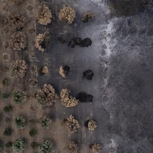 epaselect epa10842144 A drone image shows burnt olive groves near the village of Makri, Alexandroupolis, Greece, 05 September 2023. With no active front on the Evros, the fire died down after 18 days. Firefighters are constantly on the lookout for possible flare-ups. EPA/ACHILLEAS CHIRAS