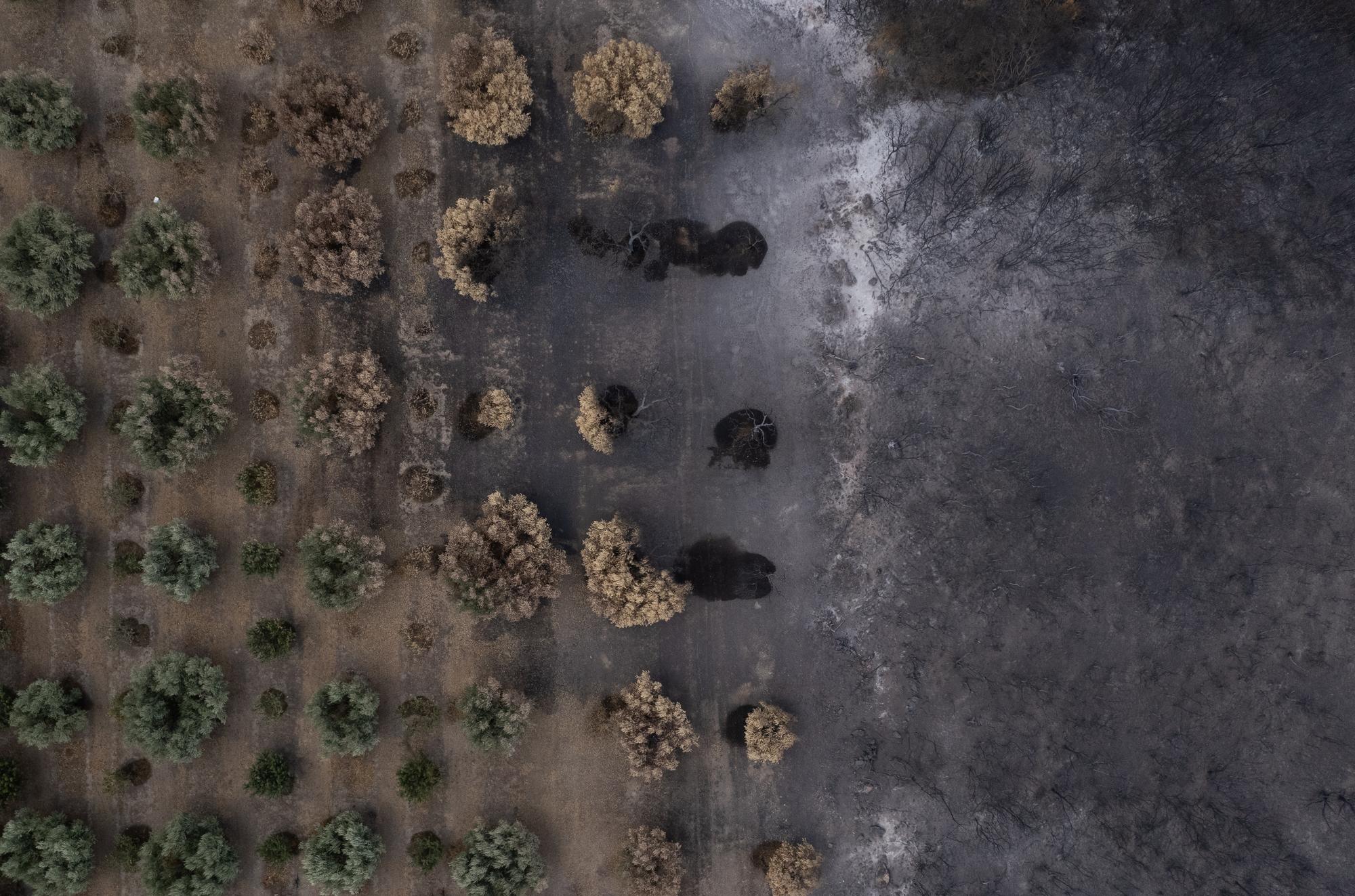 epaselect epa10842144 A drone image shows burnt olive groves near the village of Makri, Alexandroupolis, Greece, 05 September 2023. With no active front on the Evros, the fire died down after 18 days. Firefighters are constantly on the lookout for possible flare-ups. EPA/ACHILLEAS CHIRAS