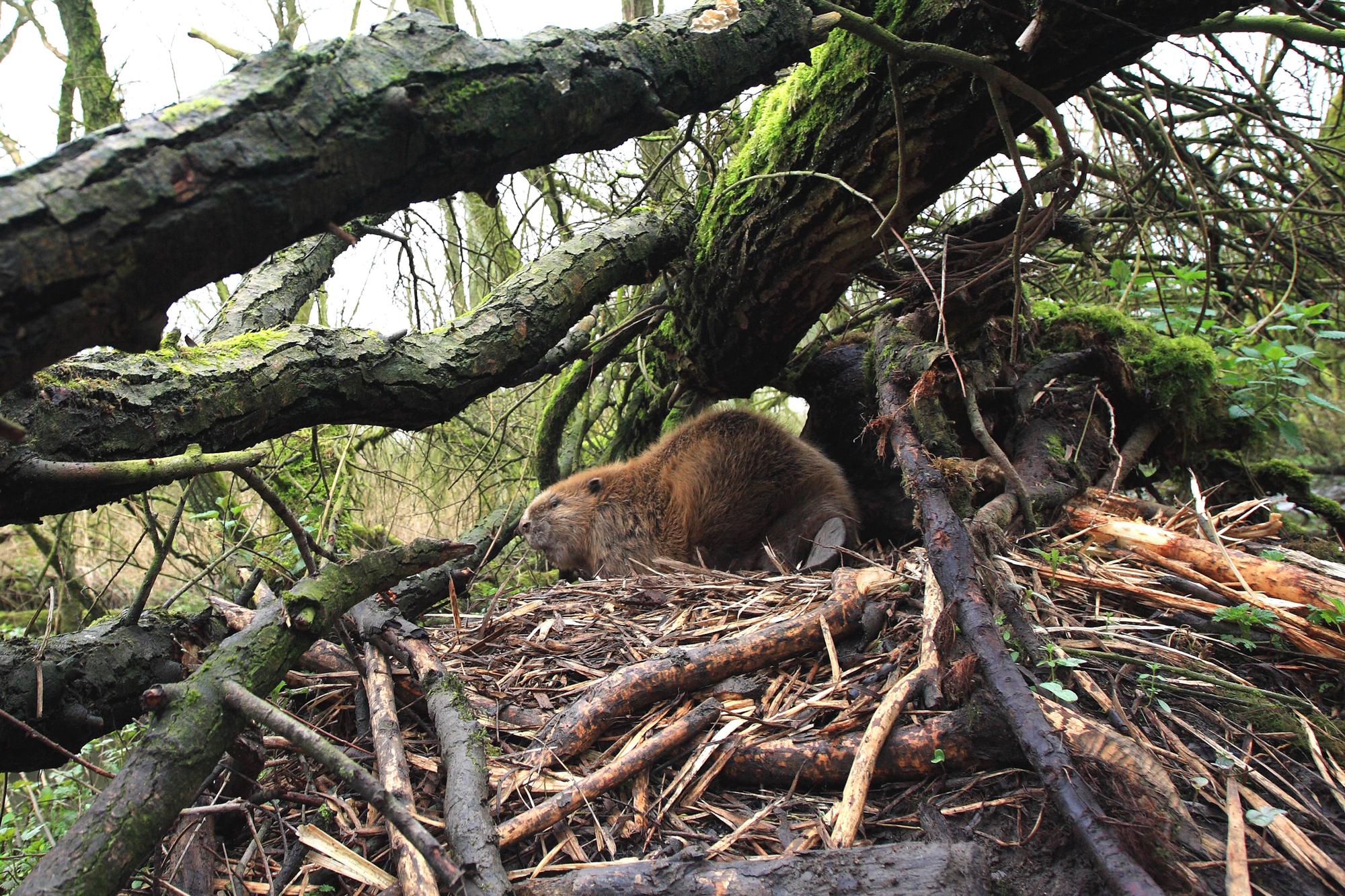 Biber, Europaeischer Biber (Castor fiber), an seinem Bau, Niederlande, De Biesbosch Nationalpark Eurasian beaver, European beaver (Castor fiber), at its den, Netherlands, De Biesbosch National Park BLWS514253 Copyright: xblickwinkel/AGAMI/J.xvanxderxNeutx
