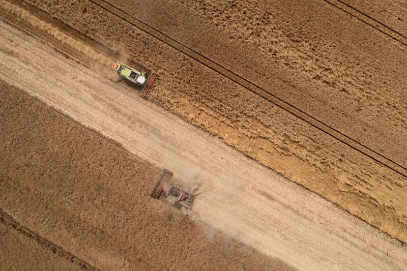 Un champ de blé dans l'Est de la France, le 23 juin 2023.