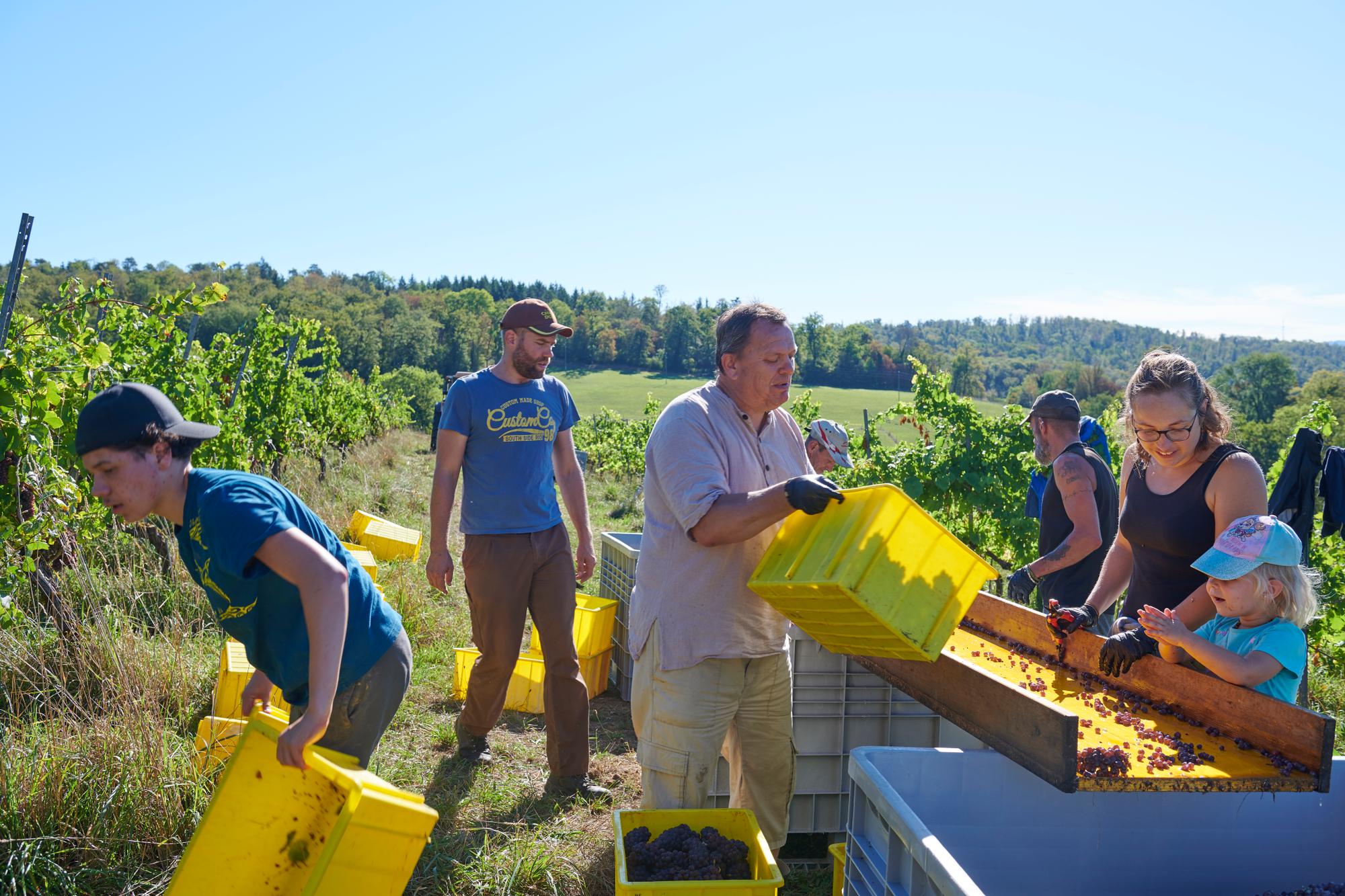 Vignoble Clos des Cantons à Buix.