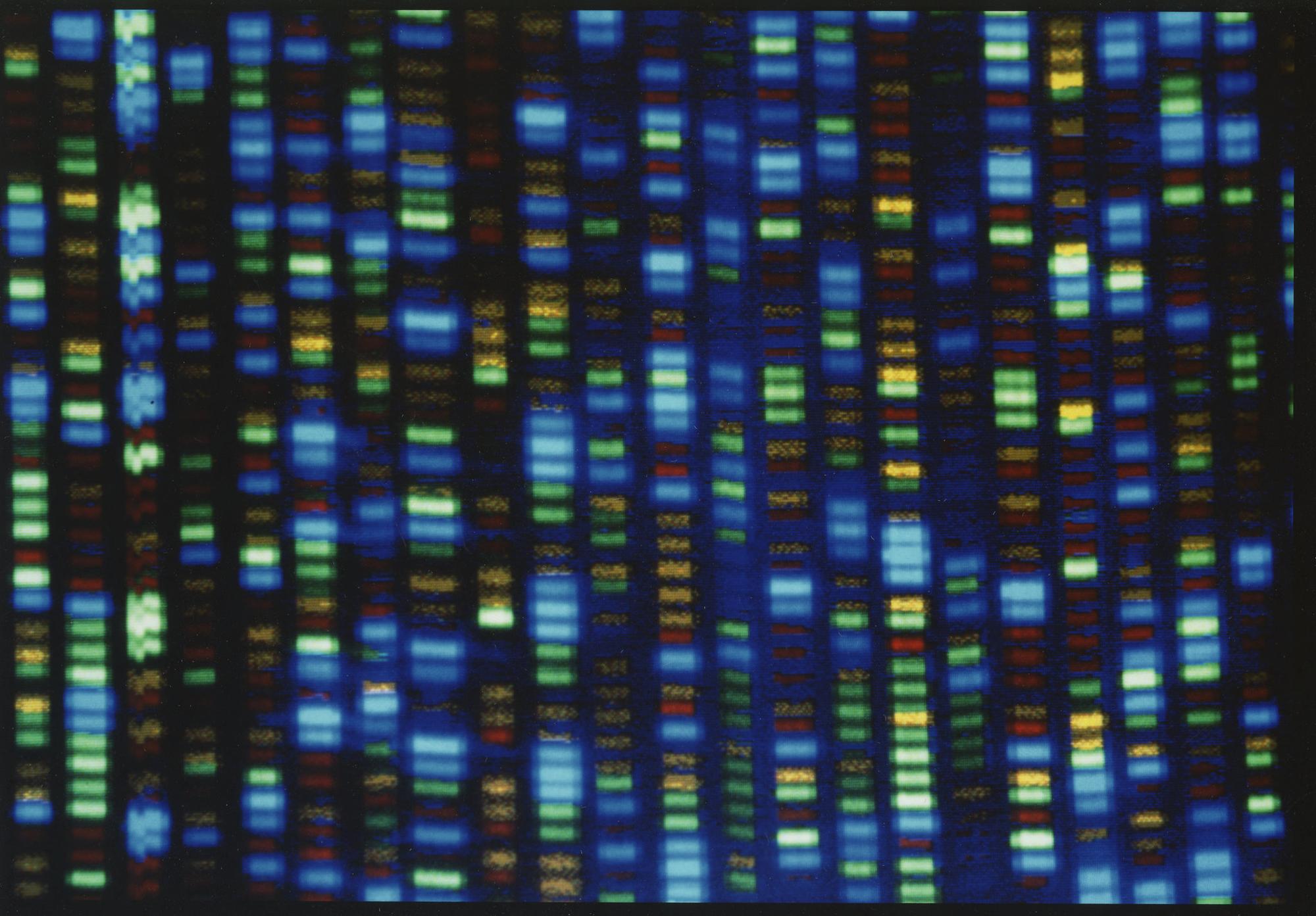 FILE - This undated image made available by the National Human Genome Research Institute shows the output from a DNA sequencer. Scientists are setting out to collect genetic material from 500,000 people of African ancestry to create what they believe will be the world?s largest database of genomic information from the population. (NHGRI via AP, File)