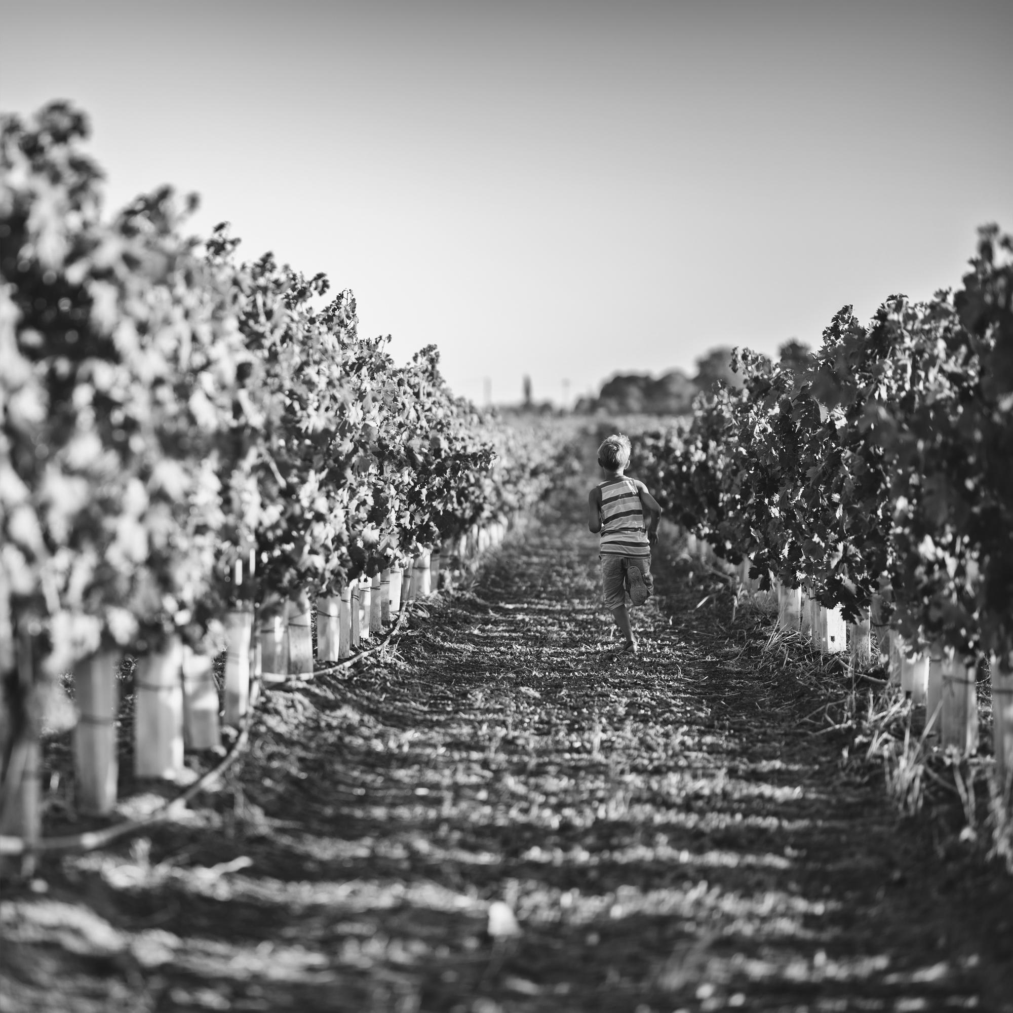 Little boy aged 7 running happily between vineyard rows in Tuscany, Italy.  Shot with Nikon D810