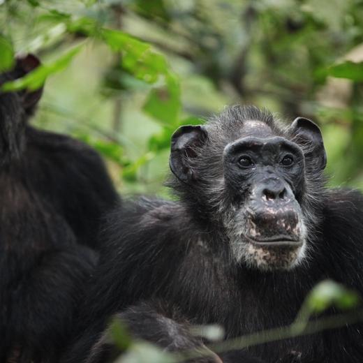 Ma Rainey, une femelle post-reproductive de la communauté de chimpanzés Ngogo dans le parc national de Kibale, en Ouganda, et son fils adulte Wes à l'arrière.