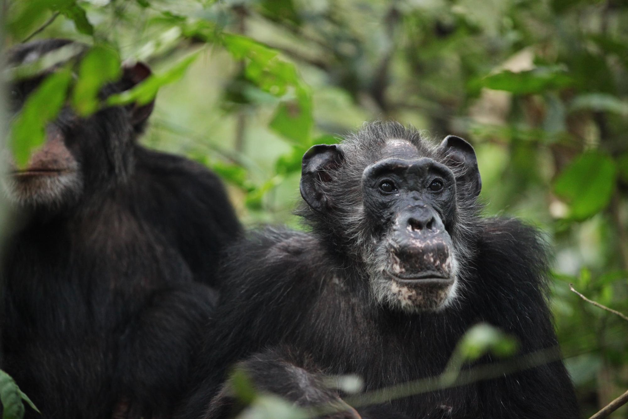Ma Rainey, une femelle post-reproductive de la communauté de chimpanzés Ngogo dans le parc national de Kibale, en Ouganda, et son fils adulte Wes à l'arrière.