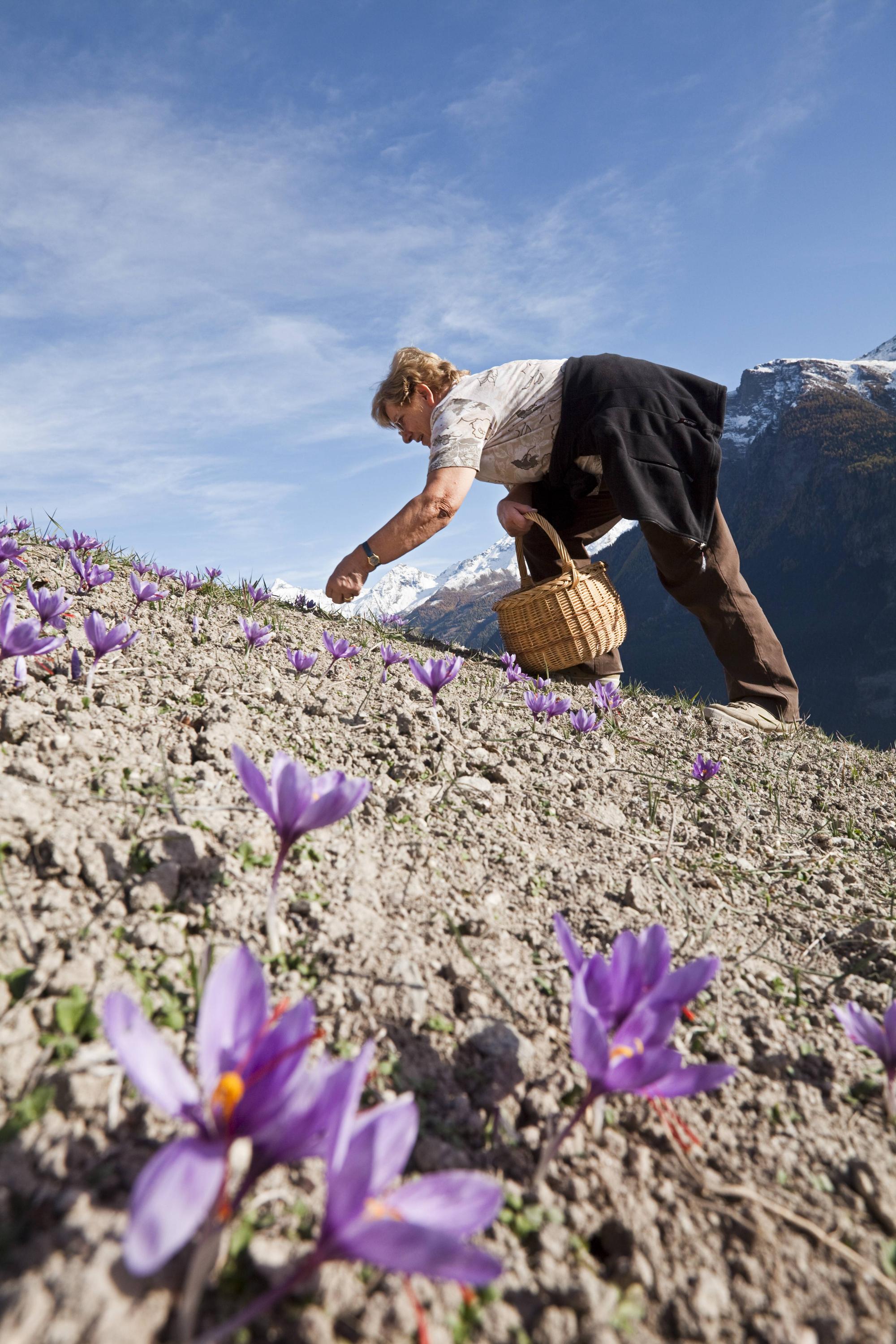 Bildnummer: 54854277 Datum: 27.10.2009 Copyright: imago/imagebroker Eine Bewohnerin des Walliser Dorfes Mund erntet blühenden Safran (Crocus sativus) auf ihrem kleinen Safranfeld unterhalb der Gemeinde Mund in den Bergen des Kanton Wallis, Schweiz, Europa xo0x kbdig xkg 2009 hoch Abhänge Abhaenge Abhang am außen Außenaufnahme auf aussen Aussenaufnahme Aussenaufnahmen Bäuerin Bäuerinnen Baeuerin Baeuerinnen bei Berg Berge Bergen bergig bergige bergiger bergiges Bewohnerin blühen blühend blühende blühenden blühender blühendes blüht Blüte Blüten bluehen bluehend bluehende bluehenden bluehender bluehendes blueht Bluete Blueten Blume Blumen Blumenart Blumenarten Blumensorte Blumensorten Botanik Crocus den der des Dorfes draußen draussen Eine Ernte Ernten erntend erntende erntender erntendes erntet europäisch europäische europäischer europäisches Europa europaeisch europaeische europaeischer europaeisches Feld Felder Flora Frau Frauen Gemeinde Gewürzpflanze Gewürzpflanzen Gewuerzpflanze Gewuerzpflanzen Hänge Haenge Hang ihrem in Iridaceae Kanton kleinen Krokus Krokusse Landschaft Landschaften Leute lila lilane lilaner lilanes Lilienähnliche Lilienaehnliche Liliidae Mensch Menschen Mund Nutzpflanze Nutzpflanzen Person Personen Pflanze Pflanzen Pflanzenkunde Safran Safranfeld Samenpflanze Samenpflanzen sammeln sammelnd sammelnde sammelnder sammelndes sammelt sativus Schweiz schweizer schweizerisch schweizerische schweizerischer schweizerisches Schwertliliengewächs Schwertliliengewächse Schwertliliengewaechs Schwertliliengewaechse Spermatophyta Tag Tage Tageslicht tagsüber tagsueber unterhalb violett violette violetter violettes wächst wachsen wachsend wachsende wachsender wachsendes waechst Wallis Walliser weiblich weibliche weiblicher weibliches Bildnummer 54854277 Date 27 10 2009 Copyright Imago image broker a Inhabitant the Valais Village Mouth harvests flourishing Saffron Crocus sativus on her small Saffron field below the Community Mouth in the Bergen the Canton Wallis Switzerland Europe xo0x Kbdig xkg 2009 vertical Slopes Slopes Slope at exterior Outside view on exterior Outside view Outside A farmer Countrywomen Farmer Farmers at mountain Mountains Bergen mountain Bergige bergiger Mountainous / hilly Inhabitant bloom blooming Blooming flourishing Blühender Blühendes blossoms blossom blossoms bloom flowering flourishing flowering flowering flowering flourishing Bluete Flowers Flower Flowers Blumenart Flower species Flowers variety Flower varieties Botany Crocus the the the Village outside outside a Harvest harvest harvesting harvesting erntender erntendes harvests Euro European European European Europe Eisch Europe european Europe Eischen Europe Eischen Field Fields Flora Woman Women Community Spice plant Aromatic plants Gewuerzpflanze Gewuerzpflanzen Slopes Slopes Slope her in Iridaceae Canton small Crocus Crocuses Landscape Landscapes People purple Lilane Lilaner lilanes lilienähnliche Lilienaehnliche Liliidae Man People Mouth Crop Crops Person People Plant Plants Plants Saffron Saffron field Plant seeds Seed plants Collecting collecting sammelnde collecting sammelndes collects sativus Switzerland Swiss Swiss Swiss Swiss Swiss Schwertliliengewächs IRIDACEAE Schwertliliengewaechs Schwertliliengewaechse Spermatophyta Day Days Daylight during the day during daytime below Violet Violette violet violet growing grow growing growing growing growing growing Wallis Valais female Female female Female