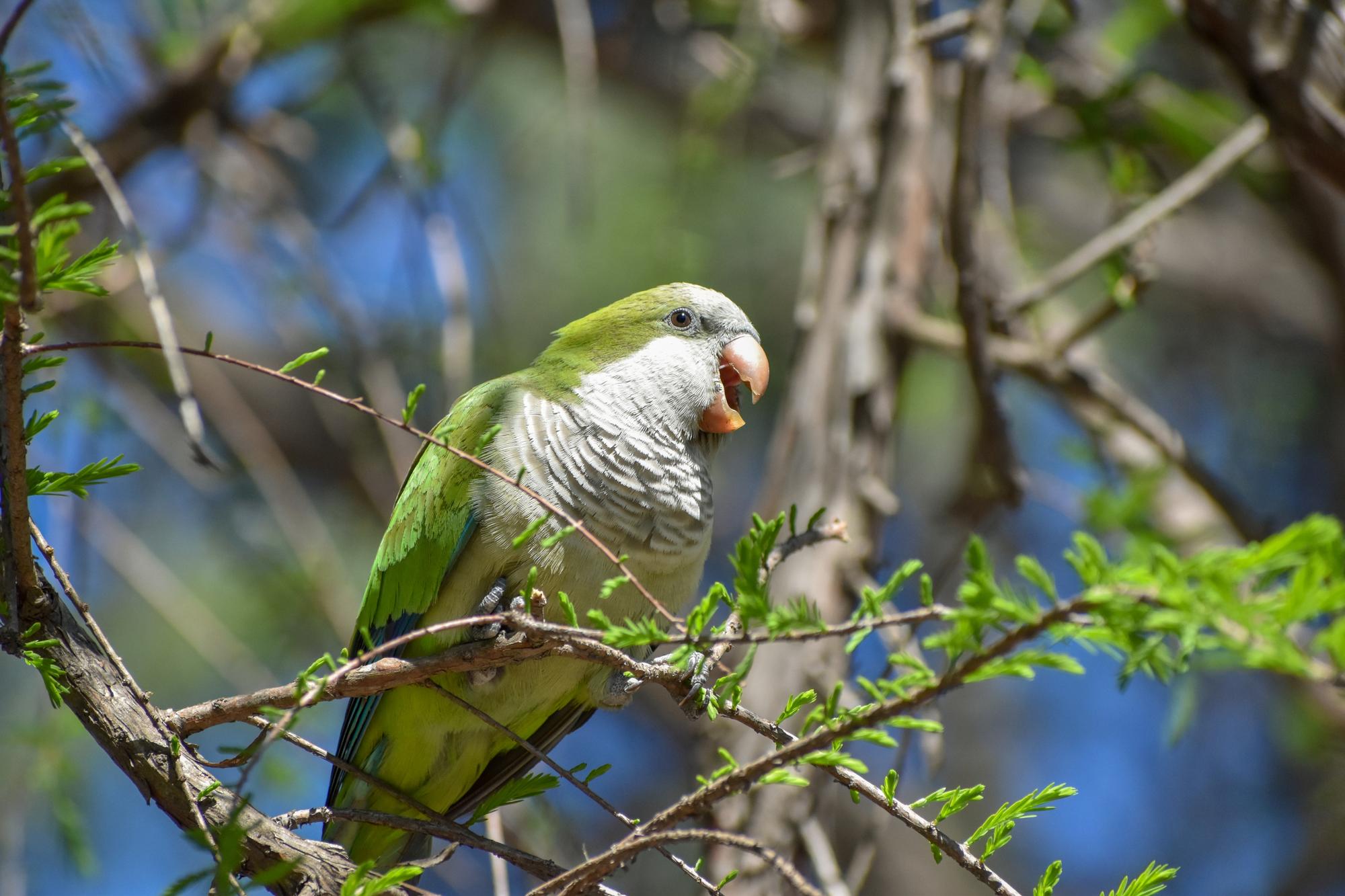 monk parakeet (myiopsitta monachus), or quaker parrot, screaming in a tree