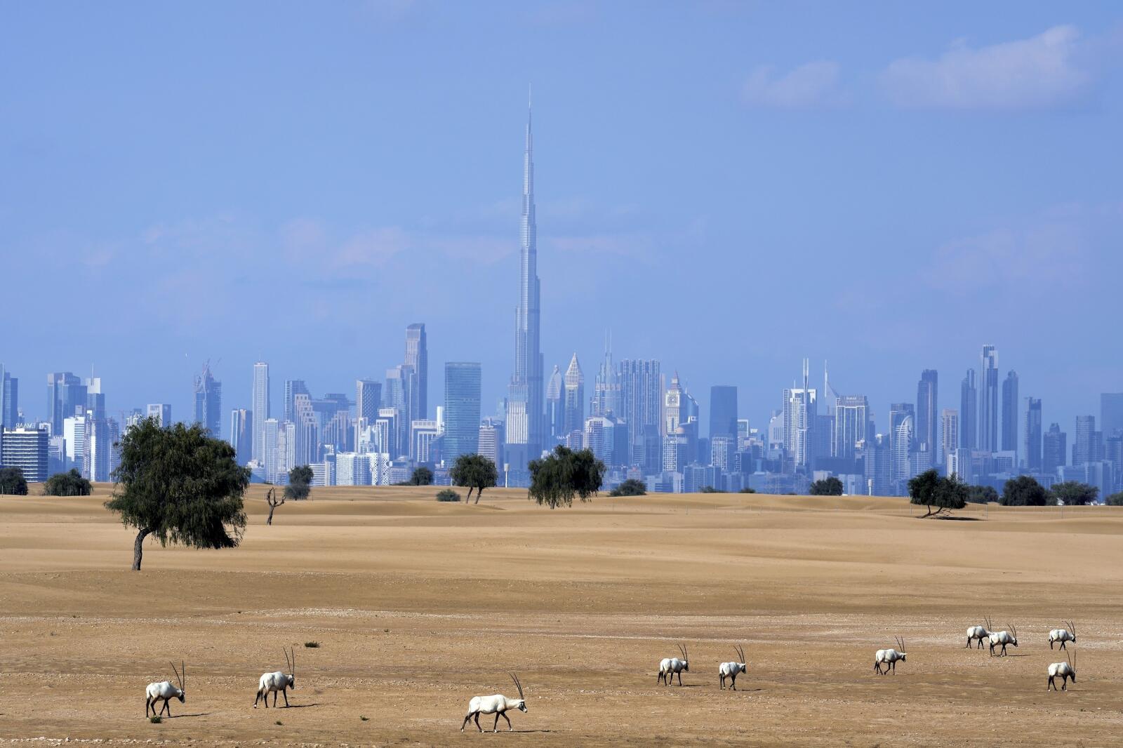 Un troupeau d'oryx arabes paît dans une zone de conservation, à Dubaï, aux Emirats arabes unis, le 8 janvier 2023.