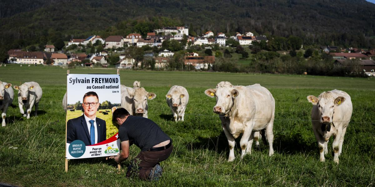 Farmer and candidate Sylvain Freymond of the Swiss People's Party (SVP) hangs a electoral poster in a field with cows for the Swiss federal elections, in Montricher near Morges, Switzerland, Monday, October 9, 2023. On October 22, Swiss citizens will elect a new parliament. The Swiss voters elect their political representatives for the next four-year term. Parliament is made up of two chambers, the House of Representatives and the Senate. (KEYSTONE/Jean-Christophe Bott) L'agriculteur et politicien vaudois du parti UDC, Sylvain Freymond, candidat pour le Conseil national, accroche son affiche au bord d'un champ avec des vaches pour les prochaines elections federales le lundi 9 octobre 2023 a Montricher pres de Morges. (KEYSTONE/Jean-Christophe Bott)