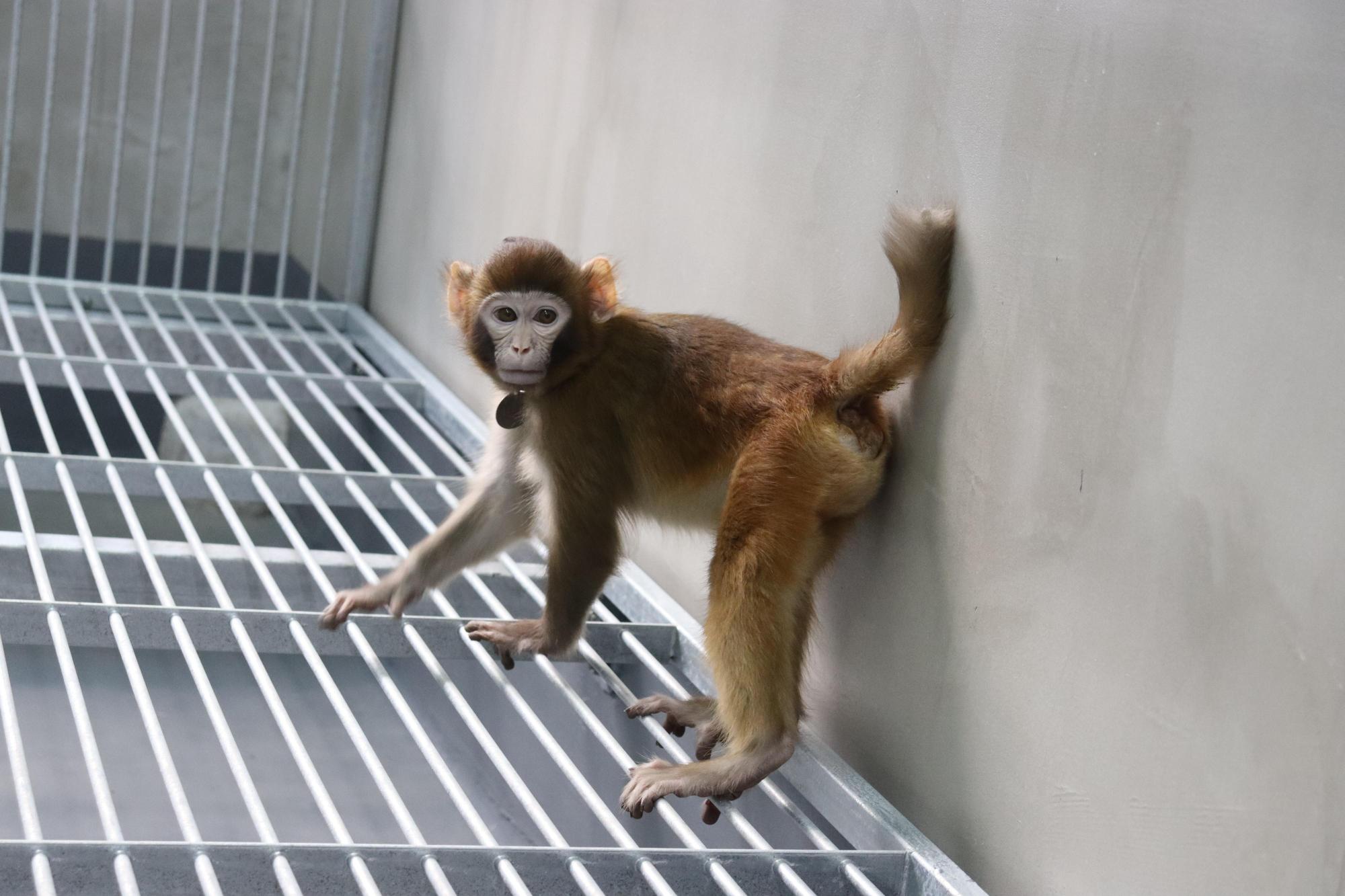 Photograph of the somatic cell-cloned rhesus monkey produced through trophoblast replacement, taken at 17 months.