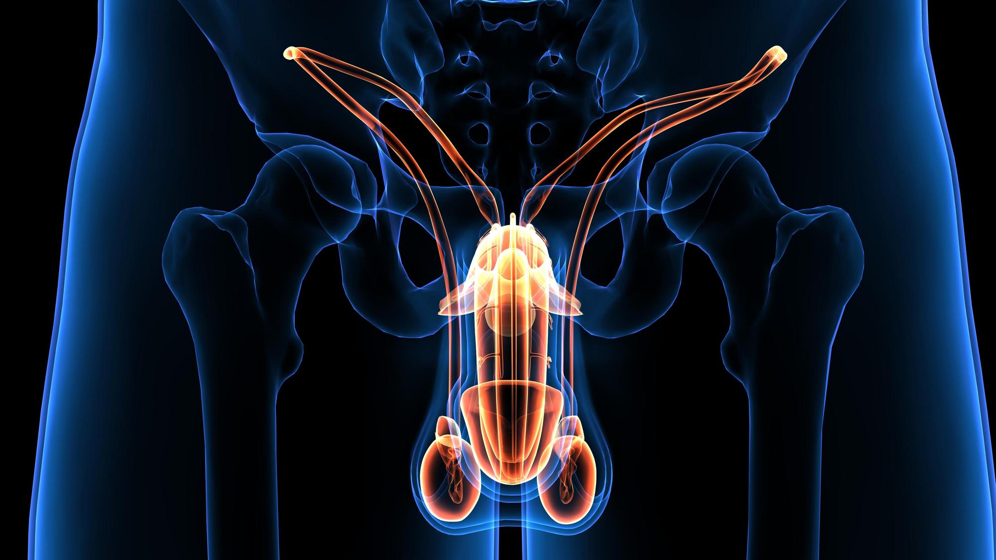 The male reproductive system consists of a number of sex organs that play a role in the process of human reproduction. These organs are located on the outside of the body and within the pelvis.