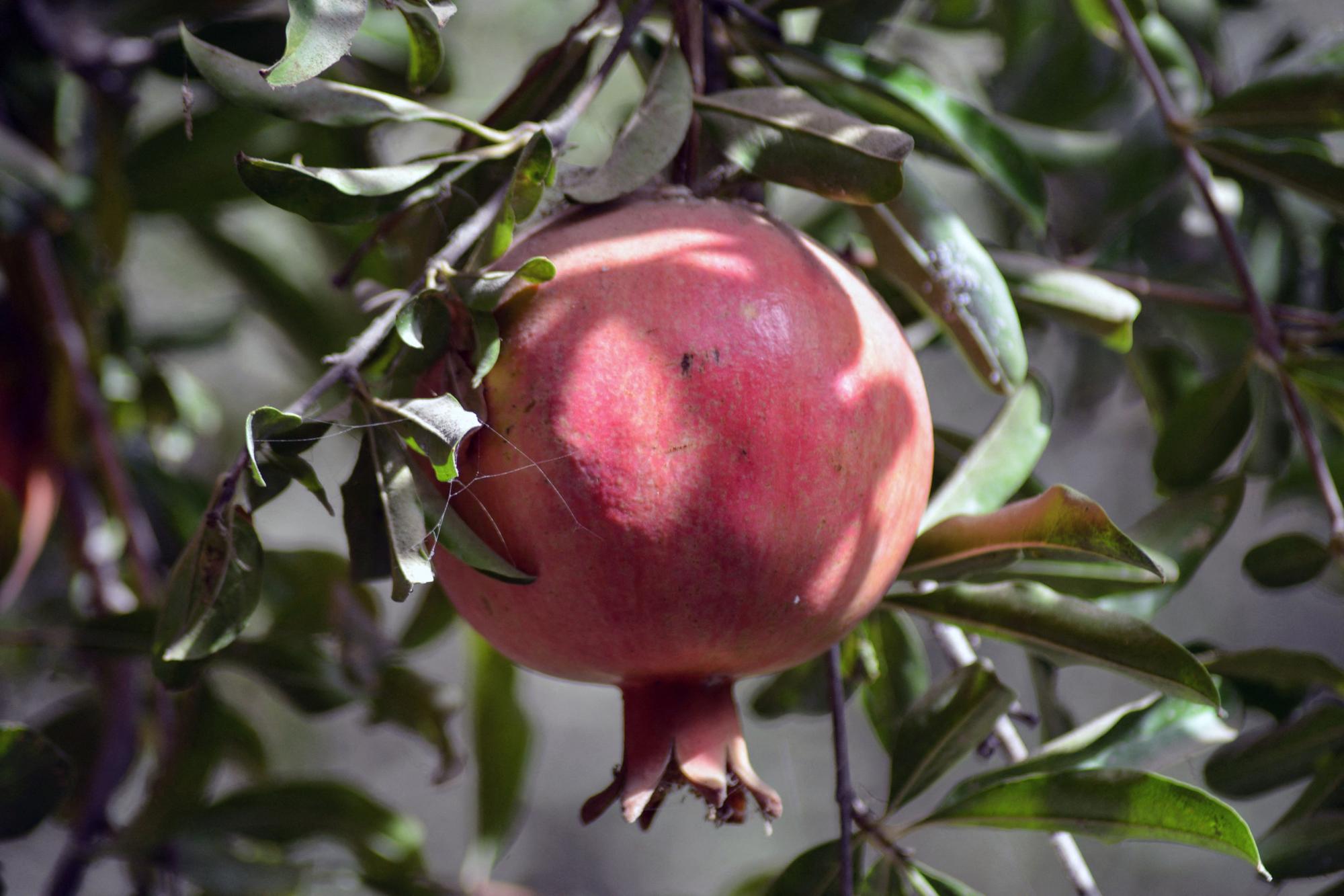 Pomegranates are pictured during a harvest season in Mazara village in the Arghandab district of Kandahar on October 5, 2021. (Photo by Javed TANVEER / AFP)