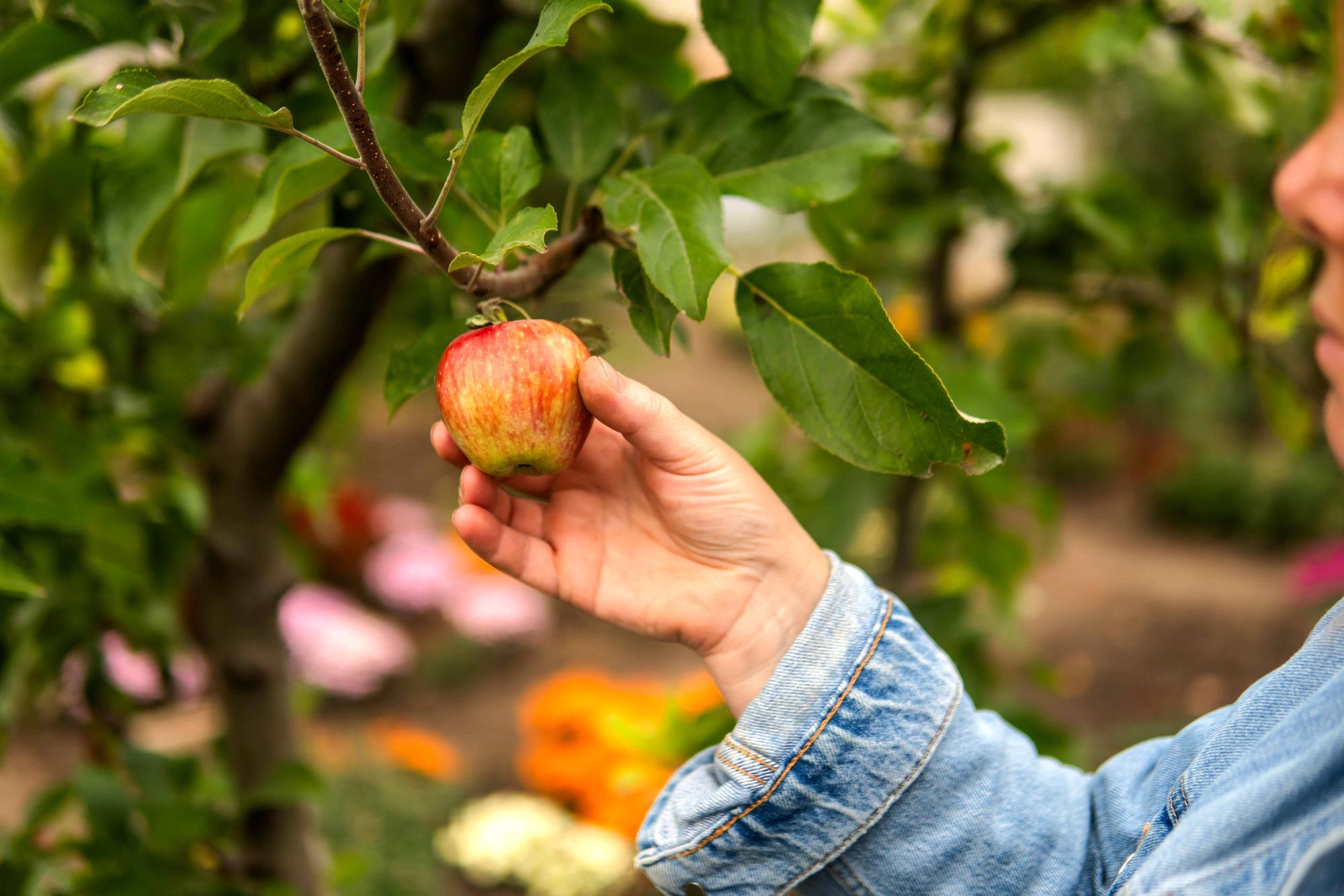Woman harvesting apples in orchard California City, California, United States CR_INCH231113FC-1286242-01 ,model released, Symbolfoto
