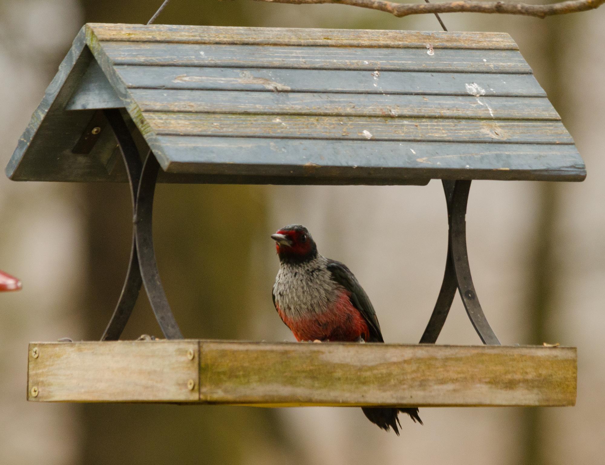 A Wisconsin Review Species Trempealeau County, Wisconsin