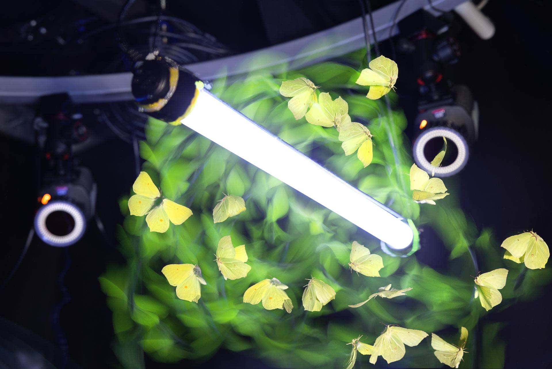 Insect flight navigation, Bio-engineering. Research Associate Samuel Fabian in the lab of Huai-Ti Lin, researching why insects gather at artificial lights. The moth is a Yellow Brimstone, sometimes referred to as the 'Harbinger of Spring'