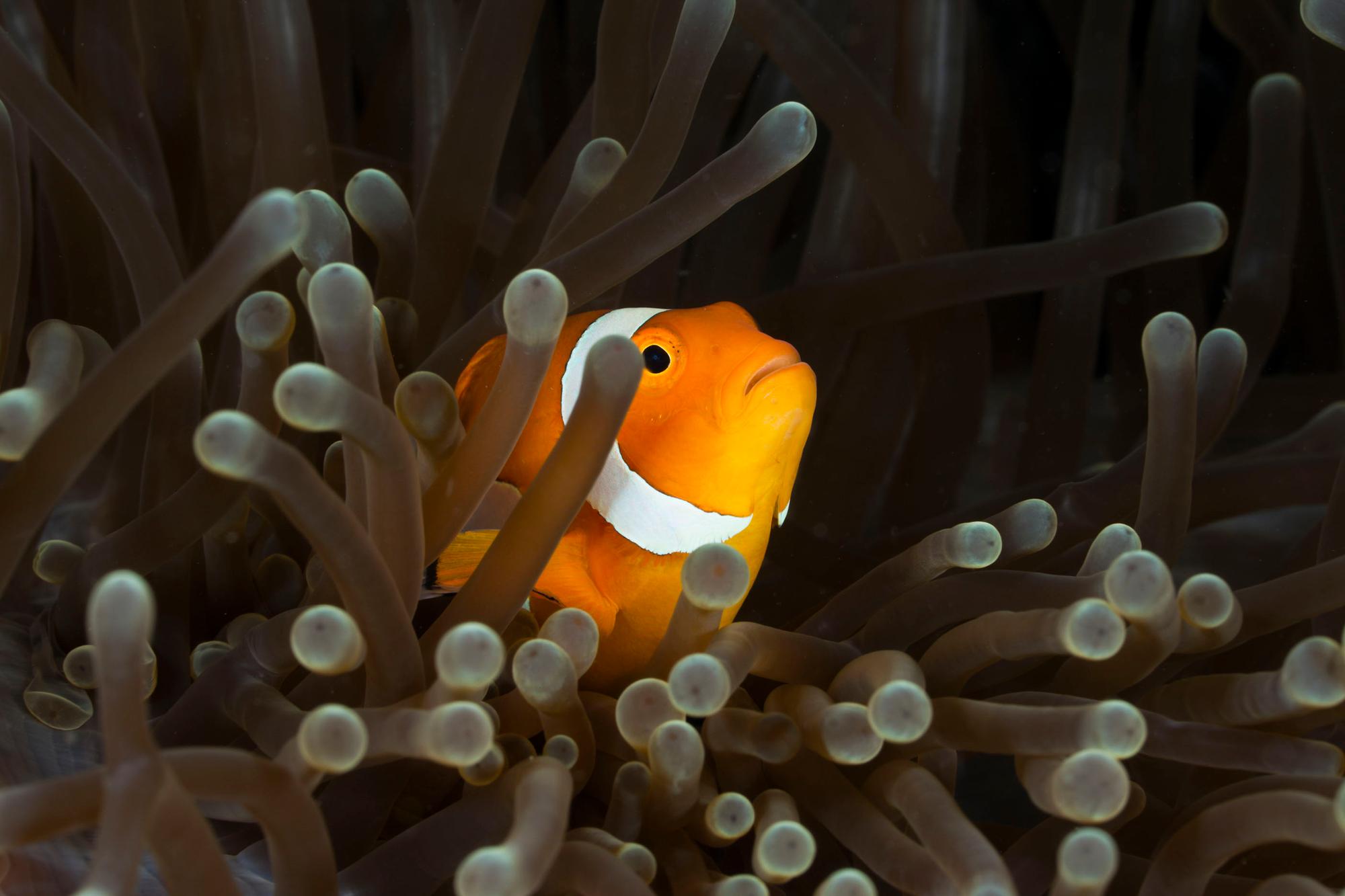 (GERMANY OUT) Clown Anemonefish, Amphiprion ocellaris, Raja Ampat, West Papua, Indonesia (Photo by Reinhard Dirscherl/ullstein bild via Getty Images)