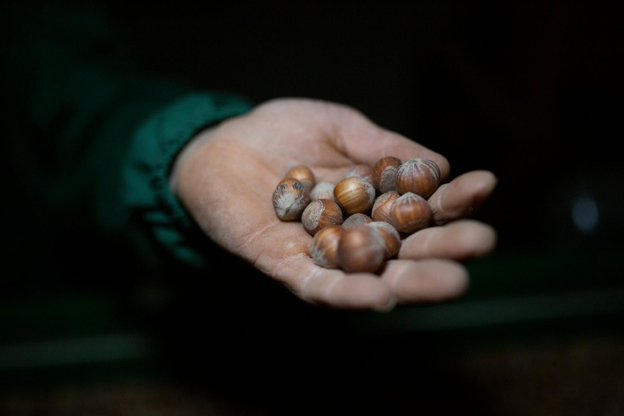 A worker from a local hazelnut company holding their produce, October 23, 2020, Vasanello, Province of Viterbo