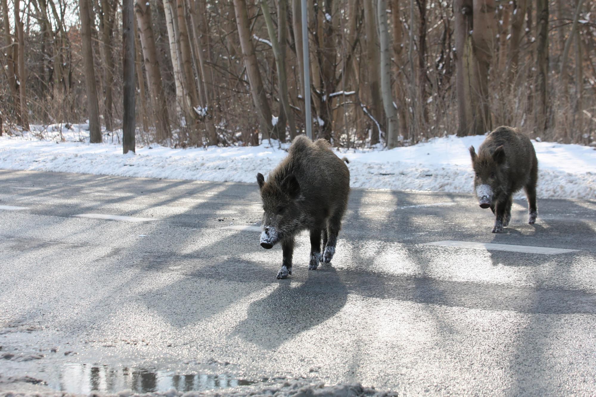 epa09004369 Wild boars walk near a snowy road in Gorzw Wielkopolski, western Poland, 11 February 2021. Over three thousand carcassses of infected boar have been found in Poland in 2020. African Swine Fever (ASF) does not affect humans but is usually fatal for livestock pigs. EPA/LECH MUSZYNSKI POLAND OUT