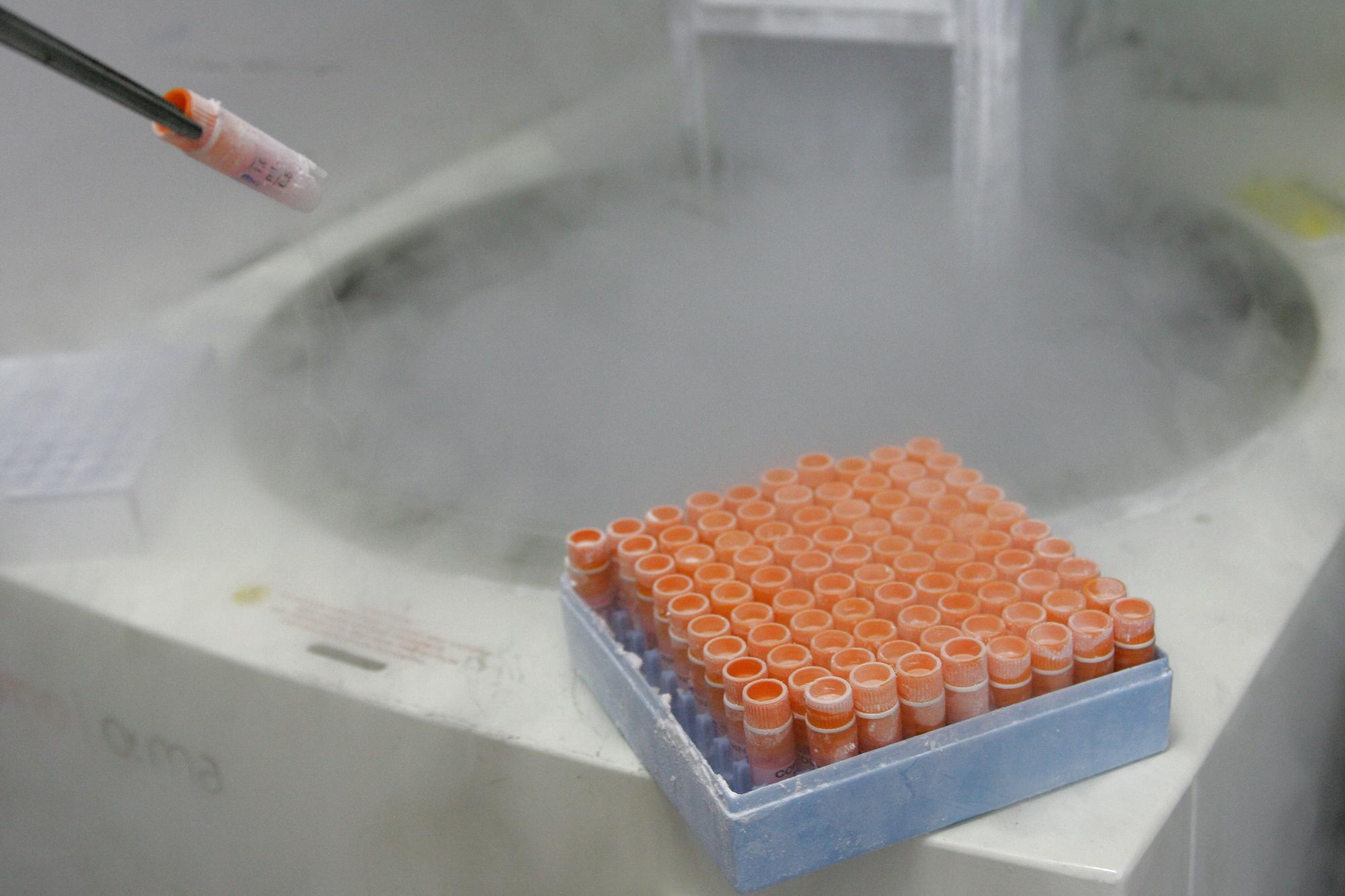 (FILES) A scientific researcher handles frozen embryonic stem cells in a laboratory, at the Univestiry of Sao Paulo's human genome research center, in Sao Paulo, Brazil, on March 4, 2008. The Alabama Supreme Court on February 20, 2024 has ruled that frozen embryos outside the womb are children, drawing criticism from the leading US infertility association which called the decision a "terrifying development." (Photo by MAURICIO LIMA / AFP)
