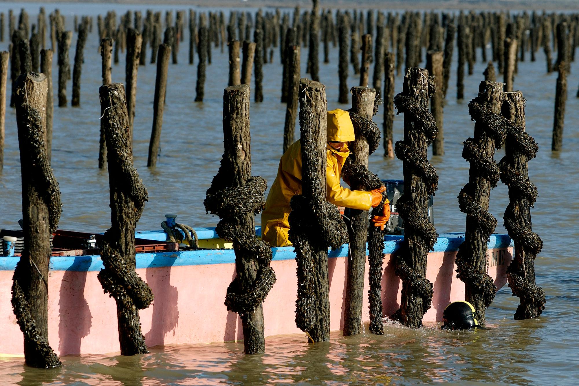 MYTILICULTURE EN BAIE D' YVES - Moules de Bouchot de Fort Boyard - Pose des boudins de jeunes moules sur les bouchots - Philippe Michelet - Les Boucholeurs - Chatelaillon Plage - 17 - Charente Maritime [Pas d'autorisation necessaire] (Photo by Philippe Roy / Philippe Roy / Aurimages via AFP)