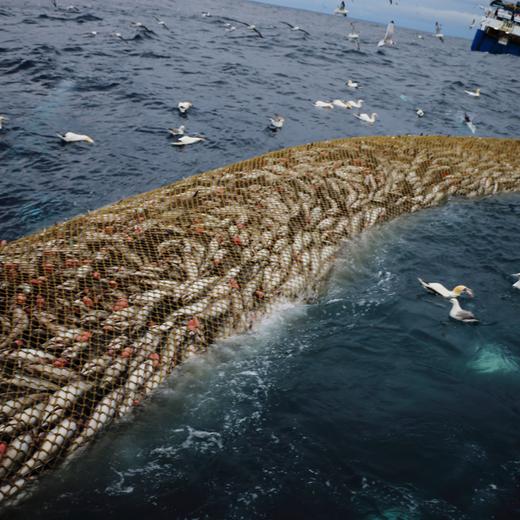 Fishing vessel 'Harvester' hauling pairtrawl rock hopper net filled with Saithe (Pollachius virens) with Ganpairtrawl rock hopper nets (Morus bassanus) scavenging, North Sea. March 2016. Property released.