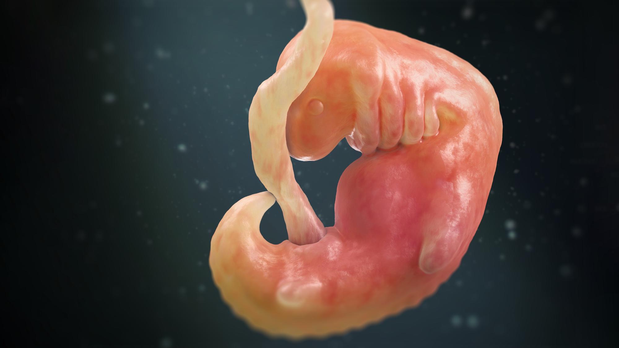 Illustration of a human embryo during the 6th week of pregnancy. At this stage, the embryo starts to develop hands and feet. The backbone elongates into a tail (centre) that will disappear later. The brain continues to develop and the eyes are now also visible.