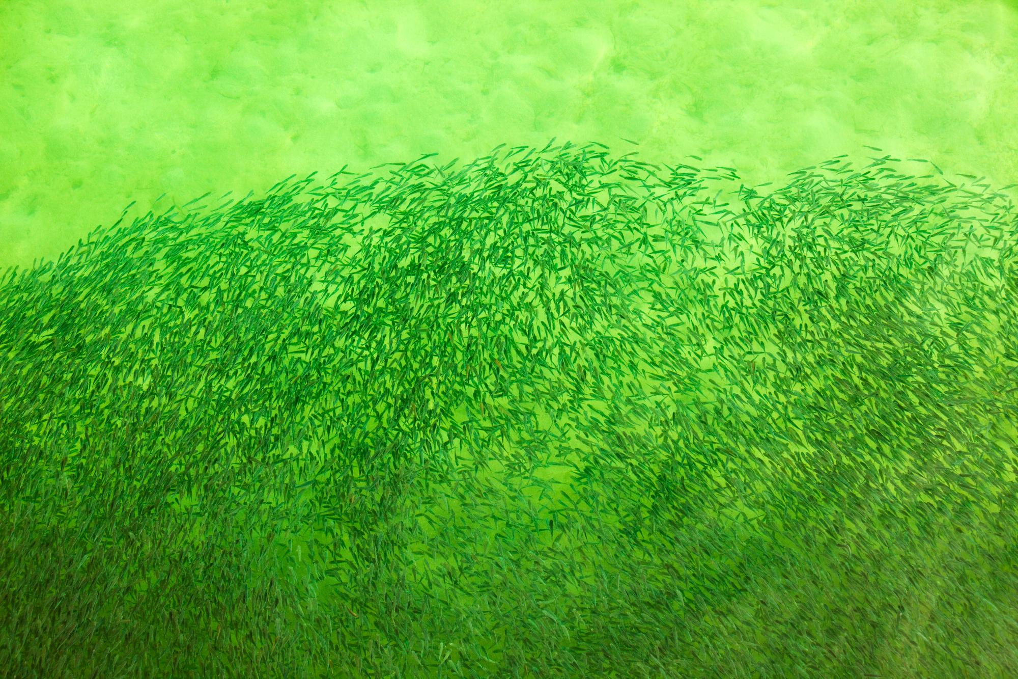 A shaol of small tropical fish off Green Island on The Great Barrier Reef near Cairns in Queensland, Australia.